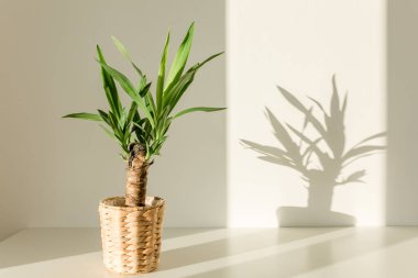 Çubuk tencerede Yucca palmiyesi ve beyaz duvarda gölgeler