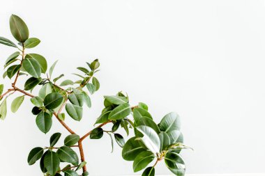 Ficus beyaz arka planda saksıda. Bir ev bitkisi ile modern minimalist iç mimari. Düz konum, üst görünüm minimum konsept. 