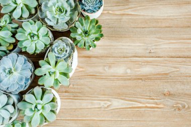 Çiçek çerçevesi, ahşap arka planda en az yaratıcı böğürtlen düzenleme desenine sahip. Düz yatış, üst manzara. Noel arkaplan duvar kağıdı.