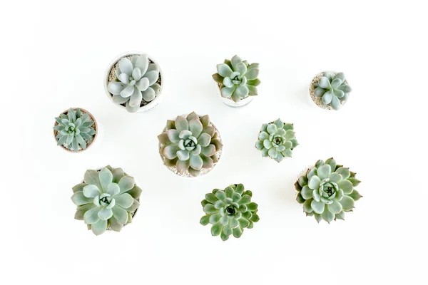 Plantas de casa verde em vaso, plantas suculentas isoladas em fundo branco. Deitado plano, vista superior. — Fotografia de Stock