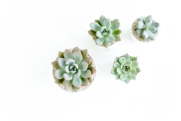 Green house plants potted, succulent plants isolated on white background. Flat lay, top view. — Stock Photo, Image