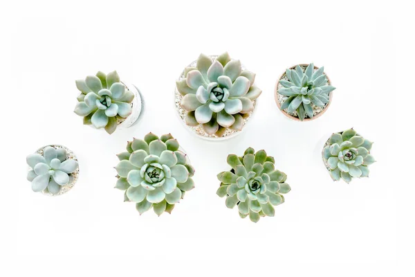 Green house plants potted, succulent plants isolated on white background. Flat lay, top view. — Stock Photo, Image