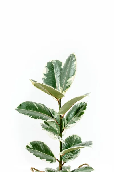 Inicio planta hoja verde ficus benjamina, elastica sobre fondo blanco — Foto de Stock