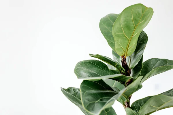 Inicio planta hoja verde ficus benjamina, elastica sobre fondo blanco — Foto de Stock