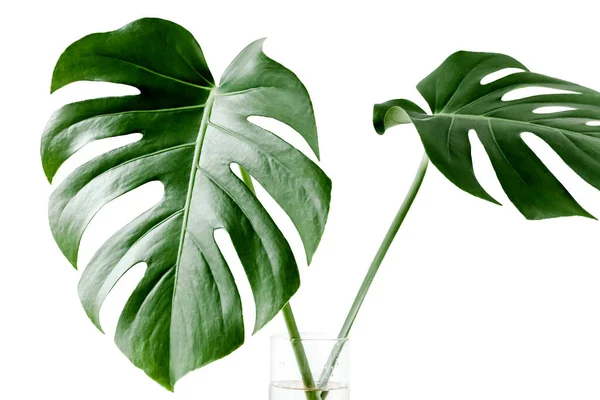 Detailní záběr na list Monstery. Tropické palmové listy Monstera izolované na bílém pozadí. Koncept tropické přírody. — Stock fotografie