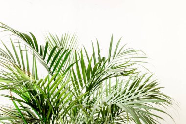 Egzotik tropik yeşil palmiye yaprakları, beyaz arka planda dallar ve metin için boş alan. Düz yatış, üst görünüm 