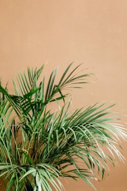 Egzotik tropik yeşil palmiye yaprakları, kahverengi arka planda dallar ve metin için boş alan. Düz yatış, üst görünüm 