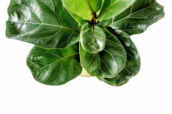 Casa planta folha verde ficus benjamina, elástica sobre um fundo branco — Fotografia de Stock