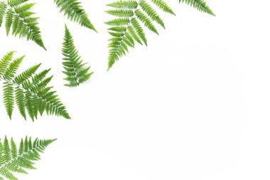 eğreltiotu dalları beyaz arka planda izole. düz yatış, üst görünüm