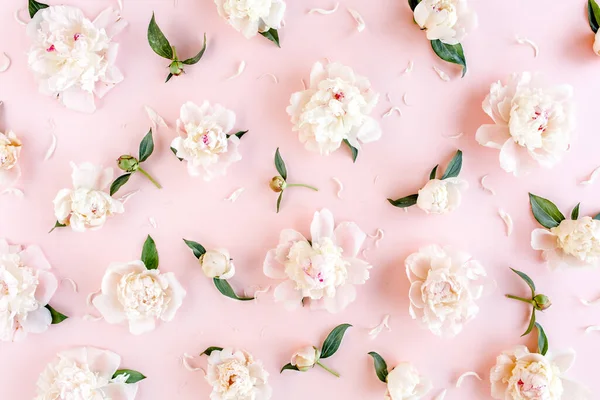 Patrón de flores de peonía rosa y beige sobre fondo rosa. Textura peonía. Piso tendido, vista superior. —  Fotos de Stock