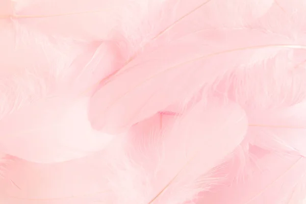 Plumas rosadas fondo texturizado. Fondo de plumas. Piso tendido, vista superior — Foto de Stock