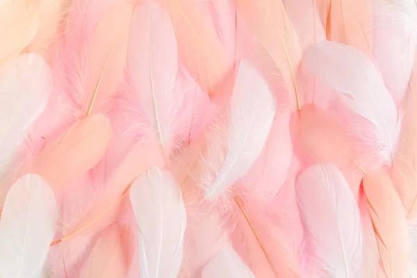 Roze veren textuur achtergrond. Veer achtergrond. Vlakke lay, bovenaanzicht — Stockfoto