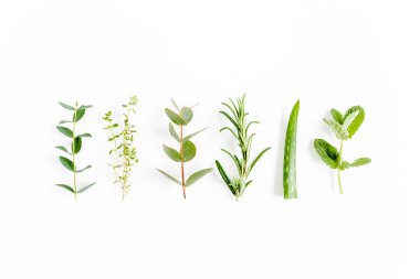 Otlar, yeşil dallar, nane, okaliptüs, biberiye, aloe vera ve beyaz arka planda bitki koleksiyonu karışımı. Bitki seti. Düz yatıyordu. Üst görünüm