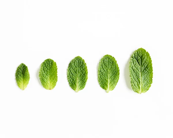 Foglie di menta isolate su fondo bianco. Set di menta piperita. Schema della menta. Piatto. Vista dall'alto. — Foto Stock