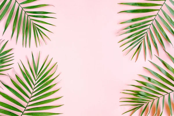 Pembe arka planda tropik yeşil palmiye yaprakları. Düz yatış, üst görünüm — Stok fotoğraf