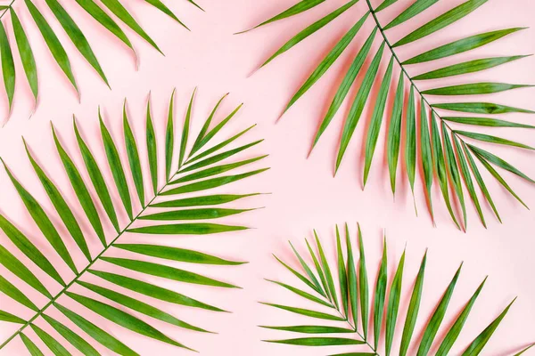 Pembe arka planda tropik yeşil palmiye yaprakları. Düz yatış, üst görünüm — Stok fotoğraf
