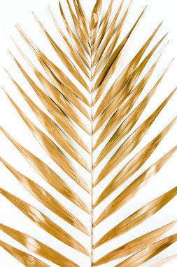 Beyaz arka planda altın tropik palmiye yaprakları. Düz konum, üst görünüm minimum konsept.