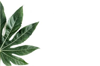 Tropik palmiye, Aralia 'yı beyaz arka planda yalnız bırakır. Tropikal doğa kavramı.