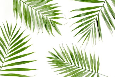 Beyaz arka planda tropik yeşil palmiye yaprağı. düz yatış, üst görünüm