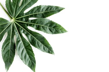 Tropik palmiye, Aralia 'yı beyaz arka planda yalnız bırakır. Tropikal doğa kavramı.