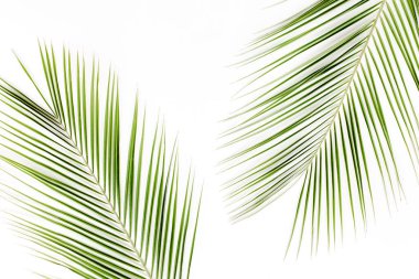 Beyaz arka planda tropik yeşil palmiye yaprağı. düz yatış, üst görünüm