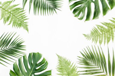 Beyaz arka planda egzotik tropikal palmiye yaprakları olan çerçeve. Düz yatış, üst görünüm.