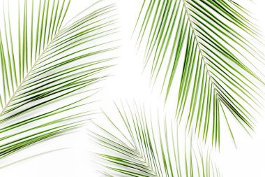 Beyaz arka planda tropik yeşil palmiye yaprağı. düz yatış, üst görünüm