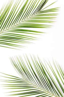 Beyaz arka planda tropik yeşil palmiye yaprağı. düz yatış, üst görünüm