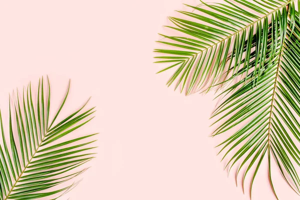 Egzotik bir arka plan, pembe arka planda tropik palmiye yapraklı bir desen. Düz konum, üst görünüm minimum konsept. — Stok fotoğraf