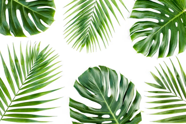 Fundo, padrão com exóticas folhas de palma tropical monstera no fundo branco. Deitado plano, vista superior. — Fotografia de Stock