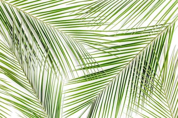 Textura hecha de hojas de palmera tropical Phoenix, hoja sobre fondo blanco. plano, vista superior — Foto de Stock