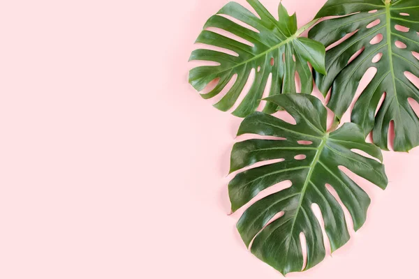 Feuilles de palmier tropical Monstera sur fond rose. Pose plate, vue du dessus concept minimal. — Photo