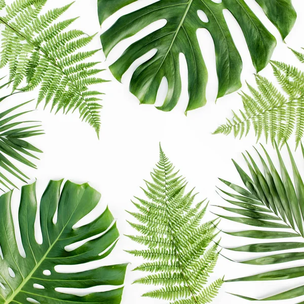 Fondo, patrón con exóticas hojas de palma tropical monstera sobre fondo blanco. Piso tendido, vista superior. — Foto de Stock