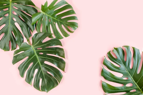 La palma tropical deja a Monstera sobre fondo rosa. Plano laico, vista superior concepto mínimo. —  Fotos de Stock