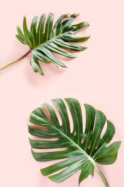 Tropické palmové listy Monstera na růžovém pozadí. Plochá poloha, horní pohled minimální koncept. — Stock fotografie