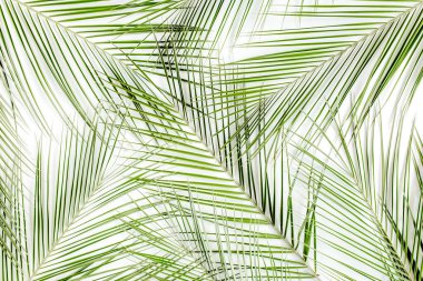 Beyaz arka planda tropik yeşil palmiye yaprağı. düz yatış, üst görünüm