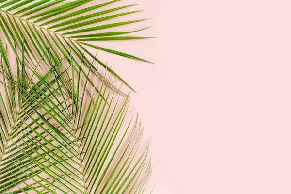 熱帯のヤシはピンクの背景に葉。フラットレイアウト、トップビュー最小限のコンセプト. — ストック写真