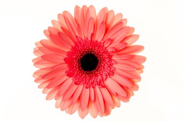 Beyaz arka planda turuncu gerbera çiçeği. Düz yatış, üst görünüm 