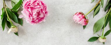 Gri taş masanın üzerinde güzel pembe şakayık çiçekleri ve metin için fotokopi alanı. Düz stil, üst görünüm
