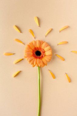 Sarı arka planda turuncu gerbera çiçeği. Düz yatış, üst görünüm 