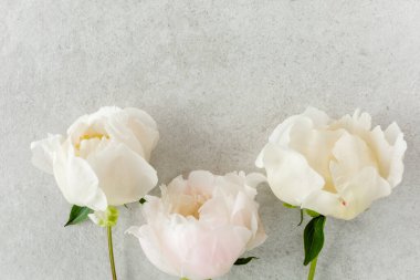 Gri taş masanın üzerinde güzel pembe şakayık çiçekleri ve metin için fotokopi alanı. Düz stil, üst görünüm