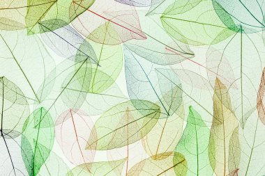 Multicolo, iskeletin şeffaf yaprakları ve güzel bir dokusu var.