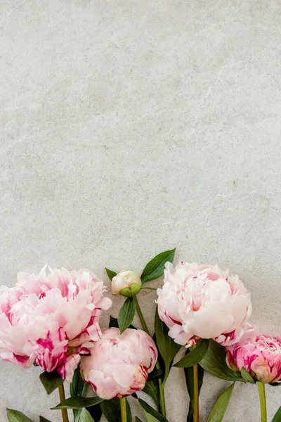 Schöne rosa Pfingstrosenblüten auf grauem Steintisch mit Kopierplatz für Ihren Text. Flacher Stil, Draufsicht — Stockfoto