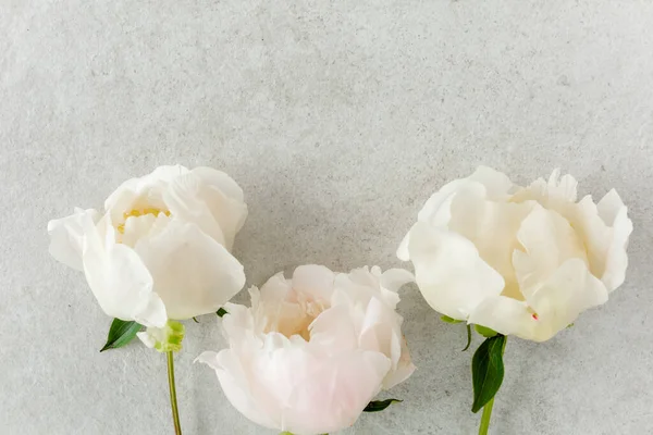 Gri taş masanın üzerinde güzel pembe şakayık çiçekleri ve metin için fotokopi alanı. Düz stil, üst görünüm