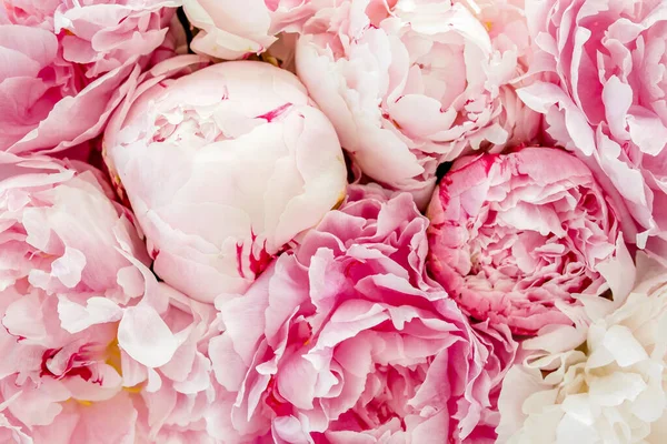 Ramo de muchas peonías de color rosa de cerca. Asiento plano, vista superior. Peonía flor textura. — Foto de Stock
