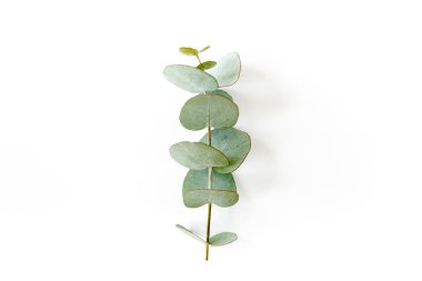 Beyaz arka planda yeşil okaliptüs yaprakları. düz yatış, üst görünüm