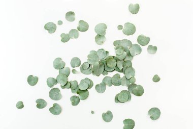 Beyaz arka planda yeşil yapraklı okaliptüs deseni. Düz uzan, üst görünüm