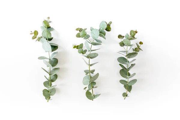 Zelené listy eukalyptu na bílém pozadí. byt ležel, horní pohled — Stock fotografie