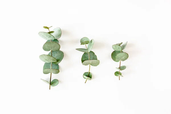 Gröna blad eukalyptus på vit bakgrund. platt låg, ovanifrån — Stockfoto
