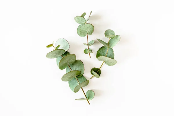 Zielone liście eukaliptusa na białym tle. układanie płaskie, widok z góry — Zdjęcie stockowe